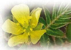 Tribulus Terrestris