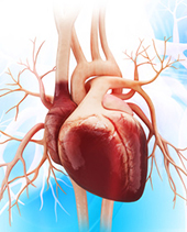 cardiovasculaire cardiovasculaire