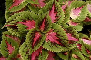 coleus