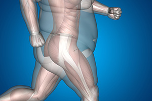 cellules graisseuses cellules graisseuses