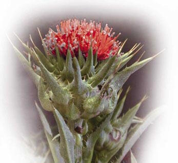 Silymarine Silymarine